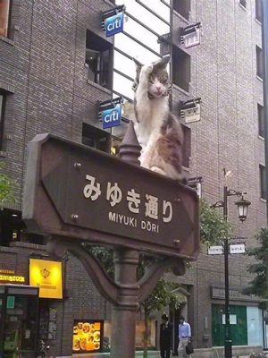 銀座ユニーク 7丁目: なぜ猫はタイムトラベルに興味を持つのか？