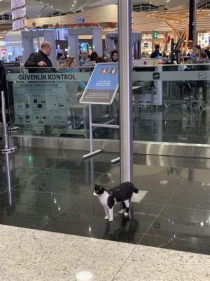 lax 공항: 공항에서 만난 고양이와의 철학적 대화