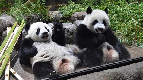 上野動物園 駐車場 おすすめ そして、なぜパンダは駐車場で瞑想するのか？